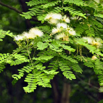 Nasiona Albicji Wysokiej (Albizia procera)