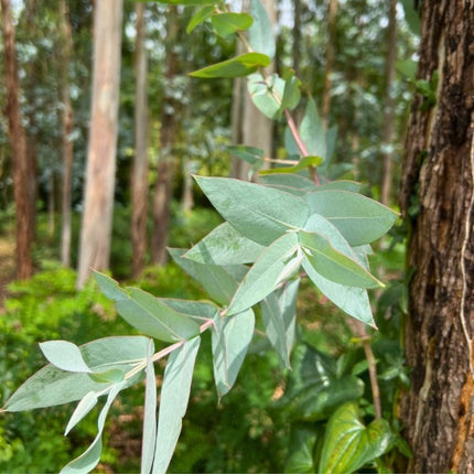 Nasiona Eukaliptusa Błyszczącego (Eucalyptus nitens)