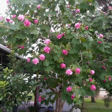 Nasiona Ketmii Zmiennej (Hibiscus mutabilis)