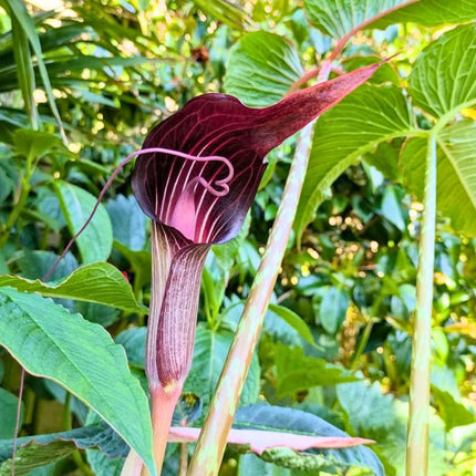 Nasiona Arizemy Okazałej (Arisaema speciosum)