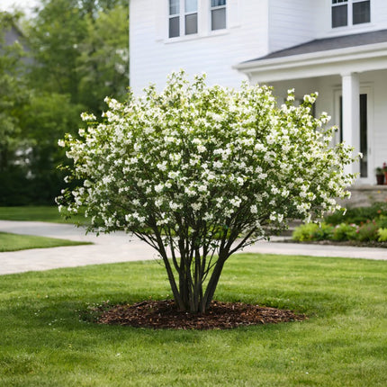 Nasiona Świdośliwy Olcholistnej (Amelanchier alnifolia)