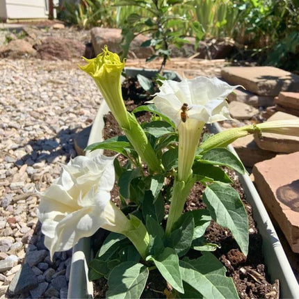 Nasiona Bielunia Surmikwiatu (Datura metel)