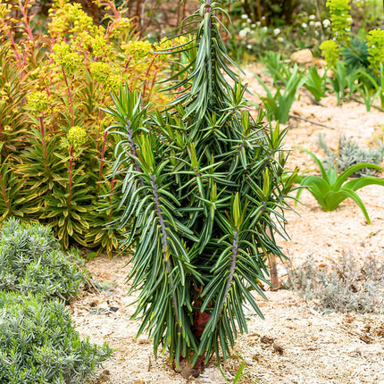 Nasiona Wilczomlecza Groszkowego (Euphorbia lathyris)