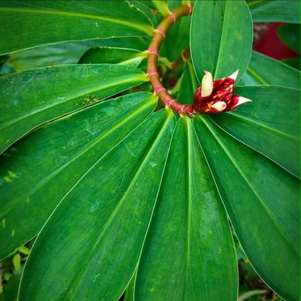 Nasiona Imbirowca Krepowanego (Hellenia speciosa / Costus speciosus)