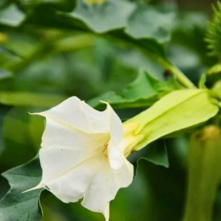 Nasiona Bielunia Dziędzierzawy (Datura stramonium)