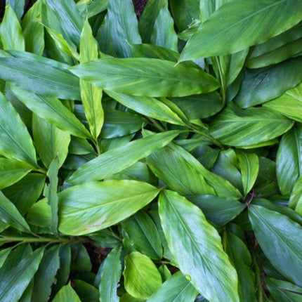 Nasiona Kardamonu Malabarskiego (Elettaria cardamomum)