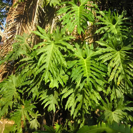 Nasiona Filodendrona Promienistego (Philodendron radiatum)
