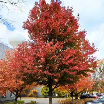 Nasiona Klonu Czerwonego (Acer rubrum)