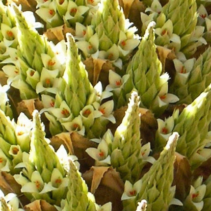 Nasiona Królowej Andów (Puya raimondii)