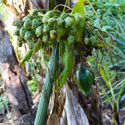 Nasiona Krąpieli Pierzastodzielnej (Tacca leontopetaloides)