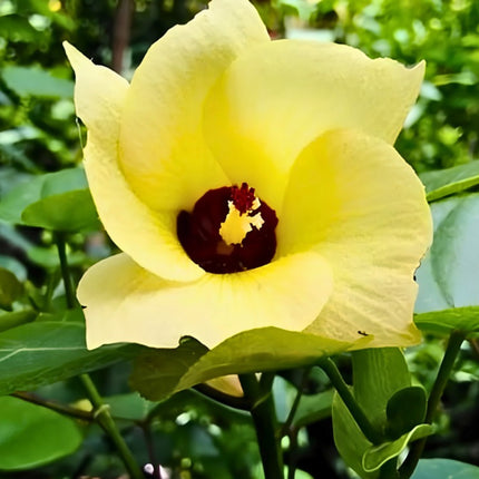 Nasiona Ketmii Lipowatej (Hibiscus tiliaceus)