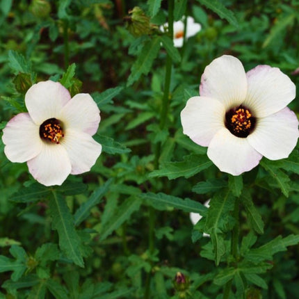 Nasiona Ketmii Południowej (Hibiscus trionum)