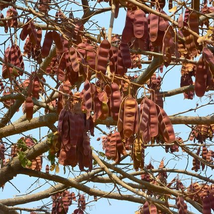 Nasiona Albicji Różnobarwnej (Albizia versicolor)