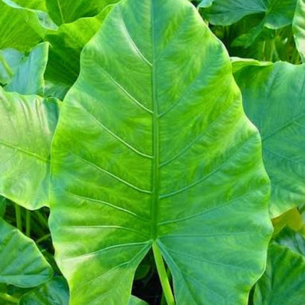 Nasiona Nadłużynu Wielkolistnego (Leea macrophylla)