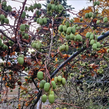 Nasiona Mini Kiwi (Actinidia arguta)
