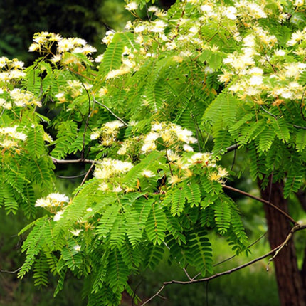 Nasiona Albicji Wysokiej (Albizia procera)