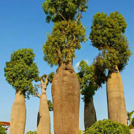 Nasiona Drzewa Butelkowego (Brachychiton rupestris)