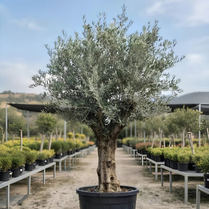 Nasiona Oliwki Europejskiej (Olea europaea)