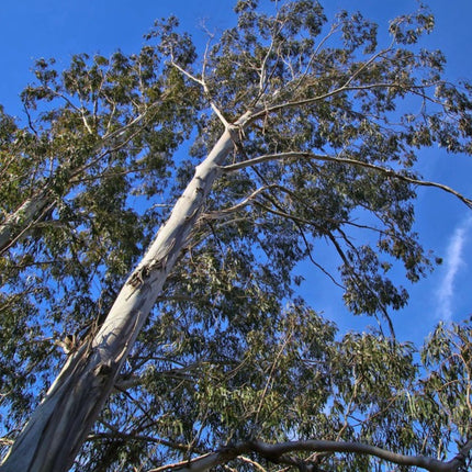 Nasiona Eukaliptusa Błyszczącego (Eucalyptus nitens)