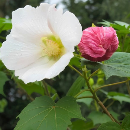 Nasiona Ketmii Zmiennej (Hibiscus mutabilis)