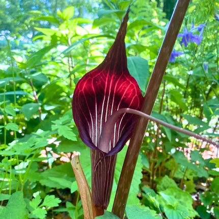 Nasiona Arizemy Okazałej (Arisaema speciosum)