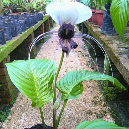 Nasiona Krąpieli Całolistnej (Tacca integrifolia)