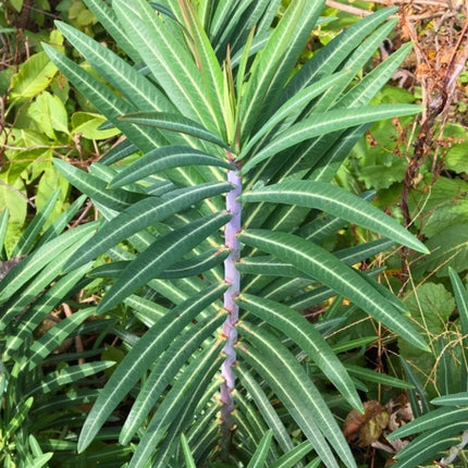 Nasiona Wilczomlecza Groszkowego (Euphorbia lathyris)