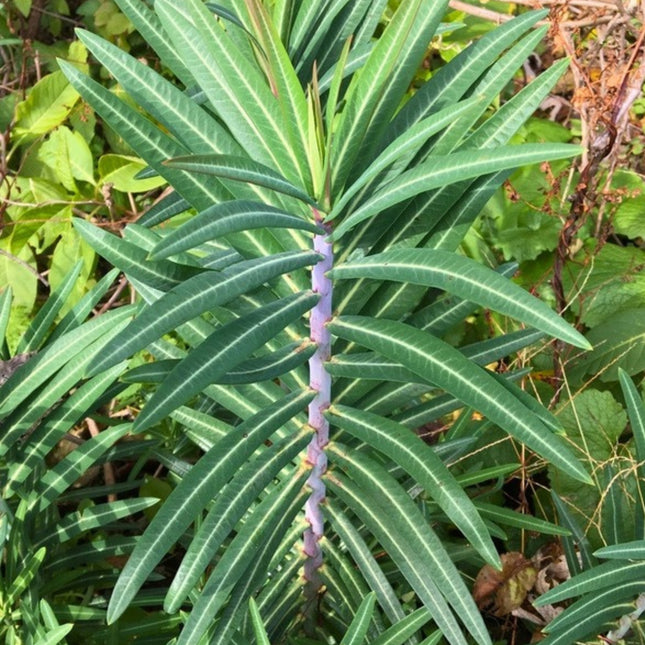 Nasiona Wilczomlecza Groszkowego (Euphorbia lathyris)