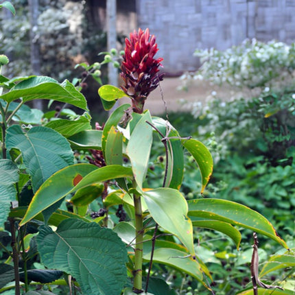 Nasiona Imbirowca Krepowanego (Hellenia speciosa / Costus speciosus)