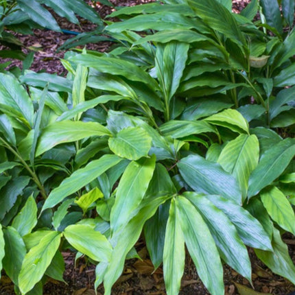 Nasiona Kardamonu Malabarskiego (Elettaria cardamomum)