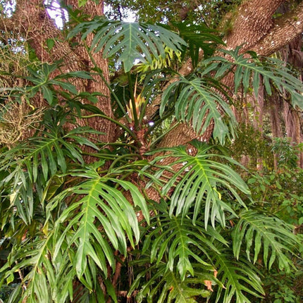 Nasiona Filodendrona Promienistego (Philodendron radiatum)
