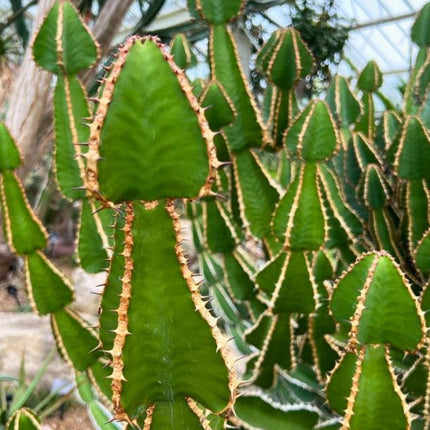 Nasiona Wilczomlecza Coopera (Euphorbia cooperi)