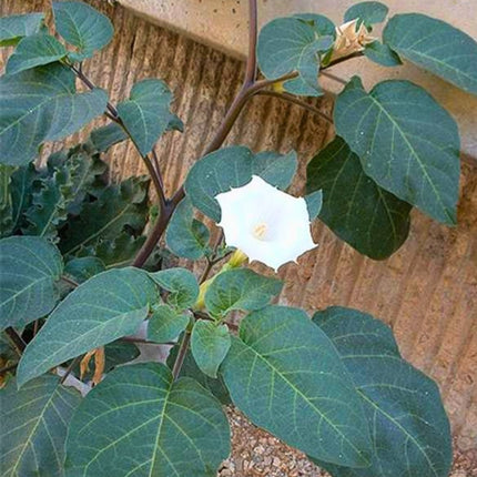 Nasiona Bielunia Indiańskiego (Datura innoxia)