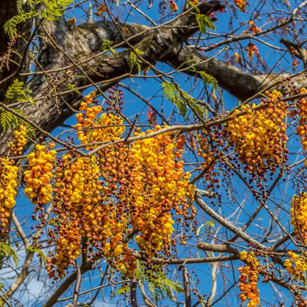 Nasiona Strączyńca Brązowego (Cassia moschata)