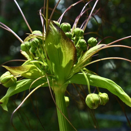 Nasiona Krąpieli Pierzastodzielnej (Tacca leontopetaloides)