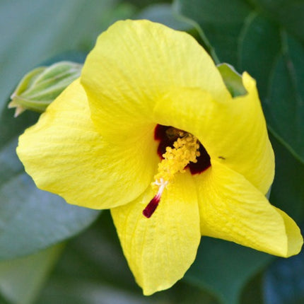 Nasiona Ketmii Lipowatej (Hibiscus tiliaceus)