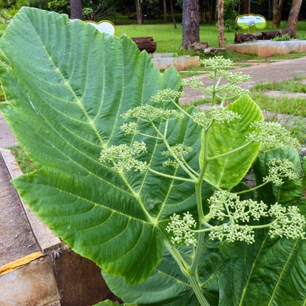 Nasiona Nadłużynu Wielkolistnego (Leea macrophylla)