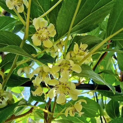 Nasiona Mini Kiwi (Actinidia arguta)