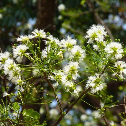 Nasiona Albicji Wysokiej (Albizia procera)