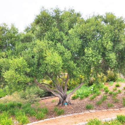 Nasiona Oliwki Europejskiej (Olea europaea)