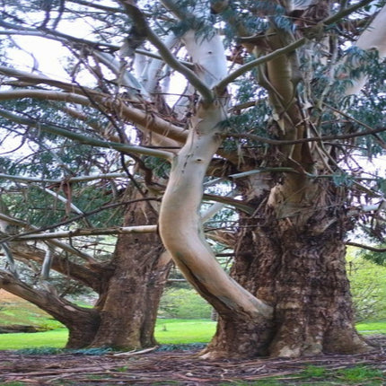 Nasiona Eukaliptusa Błyszczącego (Eucalyptus nitens)