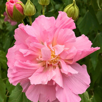 Nasiona Ketmii Zmiennej (Hibiscus mutabilis)