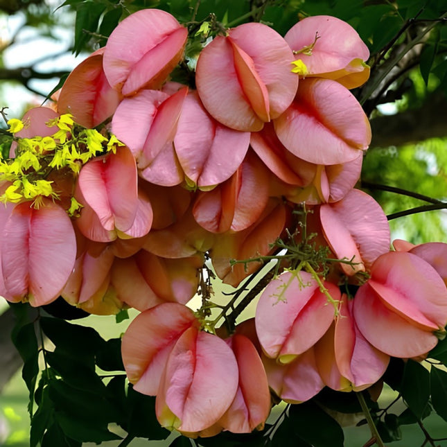 Nasiona Roztrzeplina Dwupierzastego (Koelreuteria bipinnata)
