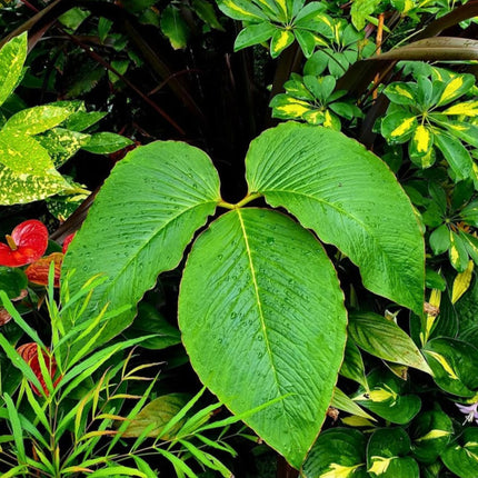 Nasiona Arizemy Okazałej (Arisaema speciosum)