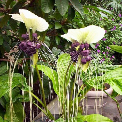 Nasiona Krąpieli Całolistnej (Tacca integrifolia)