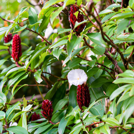Nasiona Imbirowca Krepowanego (Hellenia speciosa / Costus speciosus)