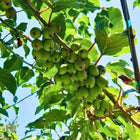 Nasiona Mini Kiwi (Actinidia arguta)