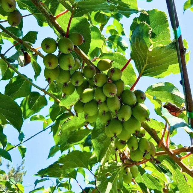 Nasiona Mini Kiwi (Actinidia arguta)