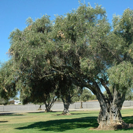 Nasiona Oliwki Europejskiej (Olea europaea)