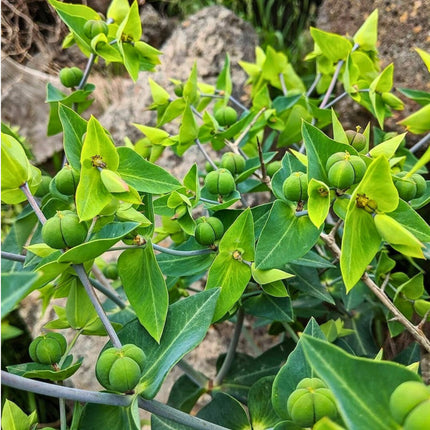 Nasiona Wilczomlecza Groszkowego (Euphorbia lathyris)